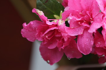 Morning Dew Drops on Red Rose Petals, Summertime