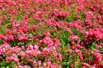 Wonderful bush of wild fuchsia roses taken on a sunny spring day. These roses have dark pink colored blossoms and green leaves. Roses are one of the most popular flowers