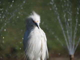 Garça Branca no Chafariz