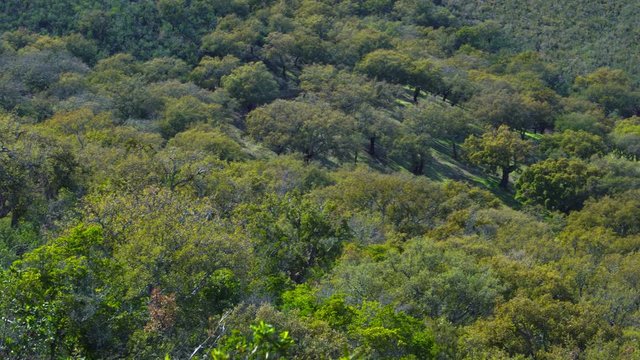 Alcornoque (Cork oak)  forest , Springtime, Bosque Mediterr&aacute;neo, Sierra de San Pedro, C&aacute;ceres, Extremadura, Spain, Europe