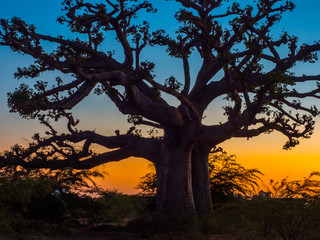 Plakat Silhouette of baobab