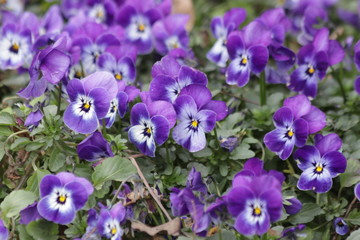 Obraz premium Bird's Eyes 'Felicitas' Flower