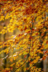 yellow autumn leaves