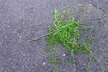 green grass on the ground