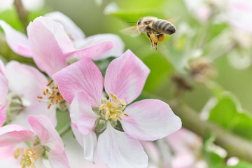 fleißige Biene Anflug auf Apfelblüte mit vielen Pollen – sammelt – bestäubt 02