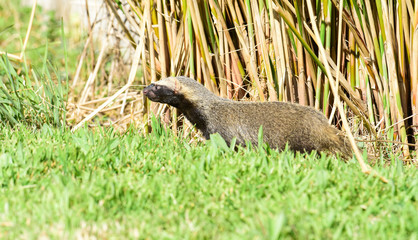 Little grison in grass environment,Patagonia, Argentina