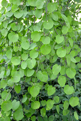 Katsura tree Japanese  (Cercidifillum japonicum, var. pendula), branches with leaves