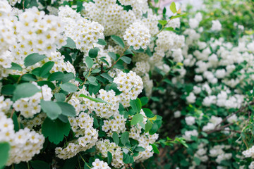 White flowers in the garden