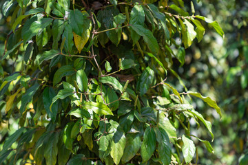 Fresh long pepper from Kampot plantation. Surrounded by some green leafs. Cambodia