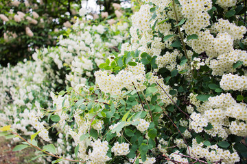 white flowers in the garden
