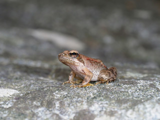 Greek stream frog, Rana graeca