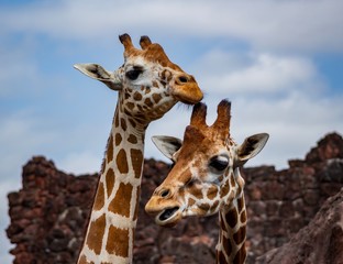 Giraffes