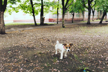 Cute puppy playing in park