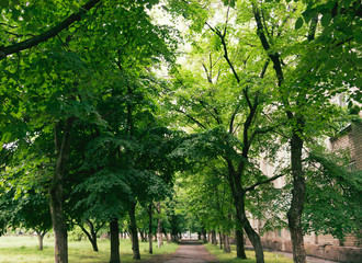 trees in the park