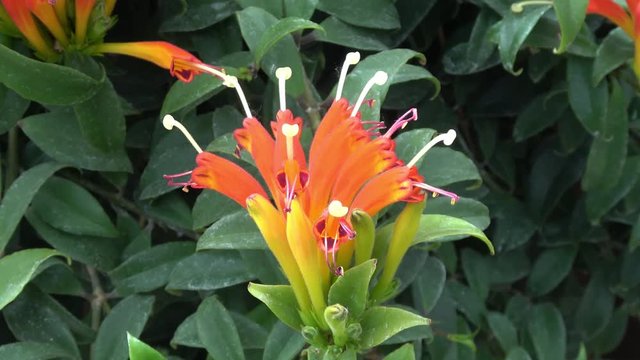 Orange Aeschynanthus xsplendidus also called lipstick plant