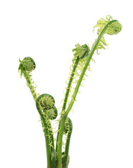 Matteuccia struthiopteris or Fiddlehead fern isolated on white background. General view of plant...