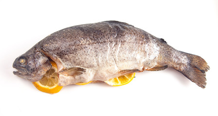 A Whole Rainbow Trout Isolated on a White Background