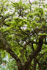 old oak tree