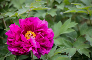 Bright Rose fuchsia color Peony flower Paeonia suffruticosa or tree peony, spring background