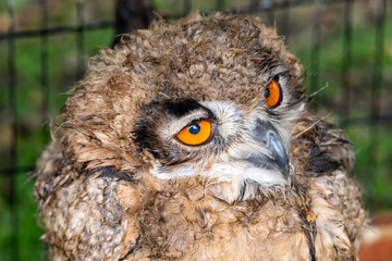 Young european eagle owl