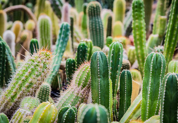 Group of different cactus plants in botany garden