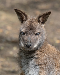 Wallaby Standing and Looking Around
