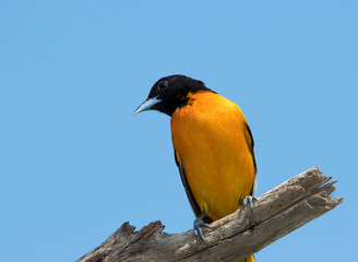 Male Northern Baltimore Oriole (Icterus galbula) perched on a tree branch under a sunny blue sky.