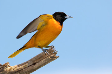 Male Northern Baltimore Oriole (Icterus galbula) perched on a tree branch under a sunny blue sky.