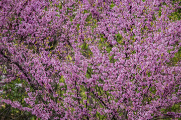 Fototapeta premium Cercis siliquastrum or Judas tree, ornamental tree blooming with beautiful deep pink colored flowers in the spring. Eastern redbud tree blossoms in spring time. Soft focus, blurred background.