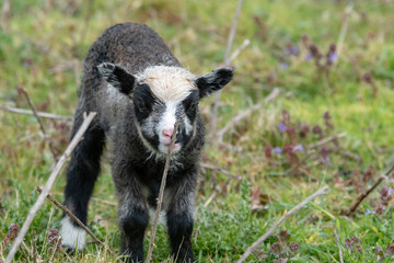A Newborn lamb Exploring its Meadow