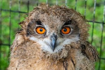 Young european eagle owls