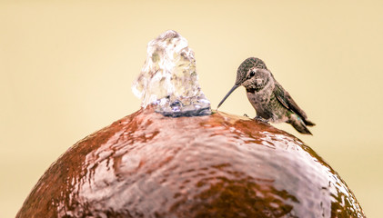 Hummingbird drinking from a water fountain © Photography by Adri