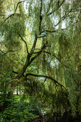 Grey Heron perches in a giant weeping willow tree over a canal in Noorderpark, Amsterdam, the Netherlands. Camouflaged bird in tall tree branches. 