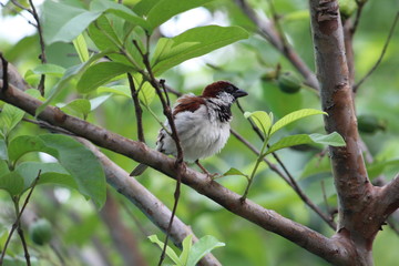 Sparrow.
