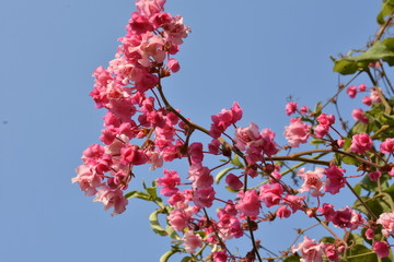 Florecillas Rosadas