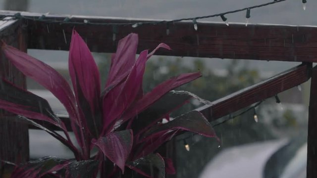A beautiful red potted plant on a balcony on the tropical Caribbean island of Vieques during a spring rain storm with raindrops landing on it in 120fps slow motion