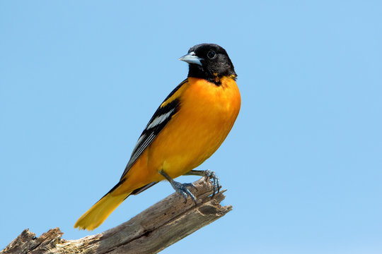 Male Northern Baltimore Oriole (Icterus galbula) perched on a tree branch under a sunny blue sky.