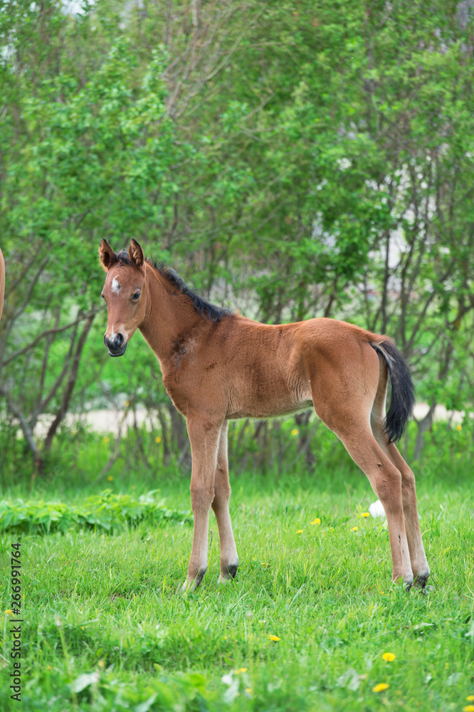 Wall mural little  bay  foal  at pasture. summer