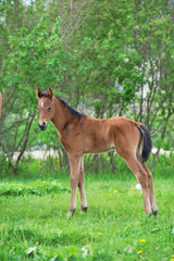 Fototapeta premium little bay foal at pasture. summer