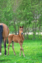 little  bay  foal with mom at pasture. summer