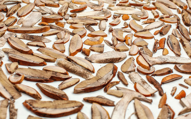Drying freshly picked forest mushrooms - orange cup scaber stalk - cut to thin slices, on white paper
