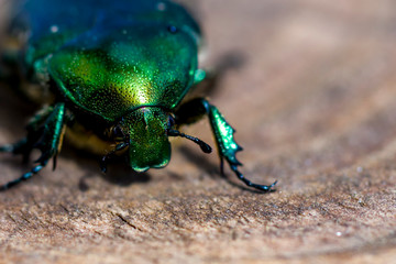 Green shiny beetle on light brown background. Front view. Selective focus. Copy space.