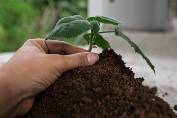 green earth and plant, concept love world.