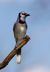 Blue Jay (Cyanocitta cristata) perched on a stump under a sunny blue  sky.
