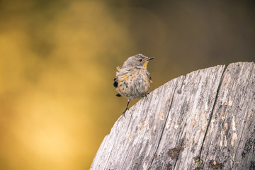 A Yellow-rumped Warbler perches on a log near the water at Manzanita Lake, Lassen Volcanic National Park, at sunset.