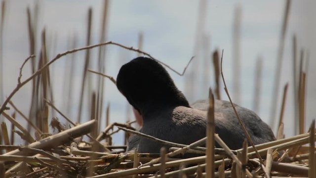 Eurasian coot seats in his nest on lake.