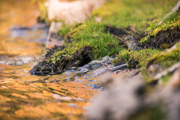 A Yellow-rumped Warbler perches on a decomposing log on the shore of Manzanita Lake, Lassen Volcanic National Park, at sunset.