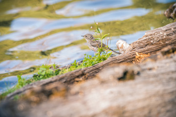 A Yellow-rumped Warbler perches on a decomposing log on the shore of Manzanita Lake, Lassen Volcanic National Park, at sunset.
