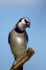 Blue Jay (Cyanocitta cristata) perched on a stump under a sunny blue  sky.