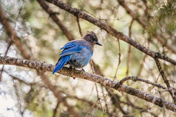 Steller's Jay perching on a tree branch